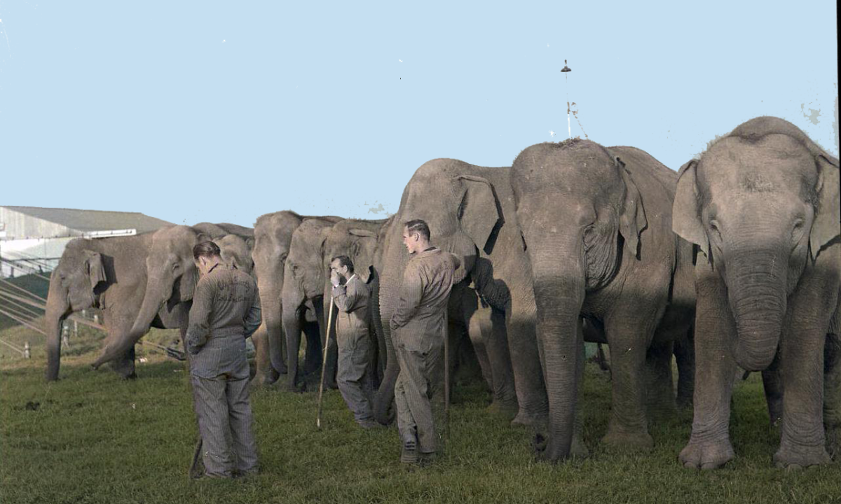 Elephants Atchison Kansas