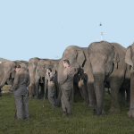 Elephants Atchison Kansas